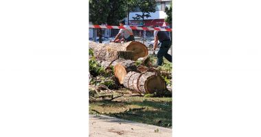 Stire din Social : Mai mulți copaci din parcul Tomis 2 au fost tăiați! Ce spune Primăria Municipiului Constanța