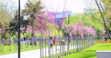 Stire din Social : Parcul Tăbăcărie prinde viață. Arbori noi și gazon refăcut în zona Cetate–Zodiac