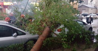 Stire din Eveniment : Zeci de copaci căzuți în tot județul Constanța. Care sunt daunele produse