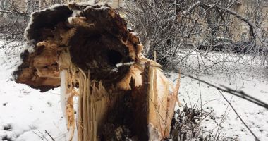 Copaci căzuți, schele desprinse, semafoare smulse din cauza viscolului la Constanța - 2