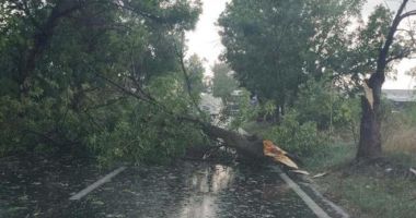 Stire din Eveniment : Bărbat găsit mort, după ce un copac s-a prăbuşit peste el