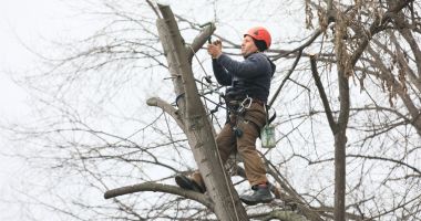 Copacii din centrul Constanței, curățați - 2