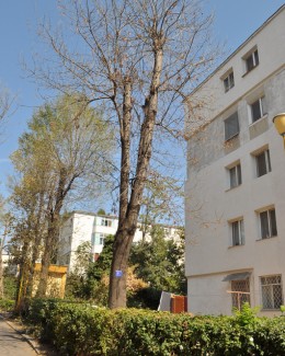 Copaci care stau să cadă la prima furtună - 4