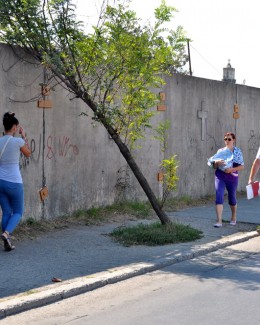 Copaci care stau să cadă la prima furtună - 5