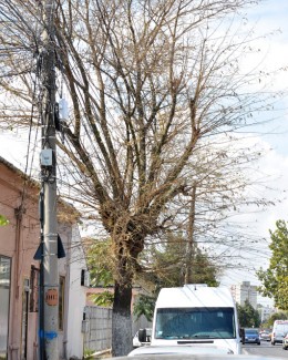 Copaci care stau să cadă la prima furtună - 6