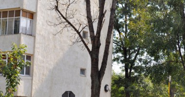 Copaci care stau să cadă la prima furtună - 3