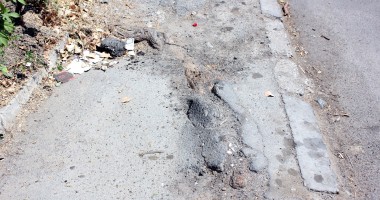 Constănțenii acuză: "Primăria taie copacii după bunul plac!" - 5