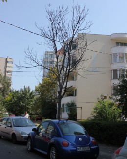 Constănțenii acuză: "Primăria taie copacii după bunul plac!" - 3