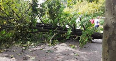 Stire din Eveniment : Furtuna a doborât un copac pe strada Lahovari din Constanța