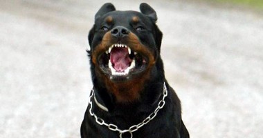 Stire din Eveniment : Copil mușcat de rottweiler, în Constanța