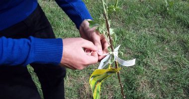 Proiectul "Un pomișor pentru viitor" a ajuns la cea de-a doua ediție - 3