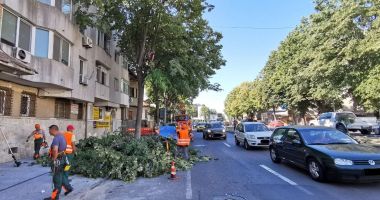 Stire din Social : Coroanele arborilor de-a lungul străzii, toaletate pentru a nu încurca circulația rutieră