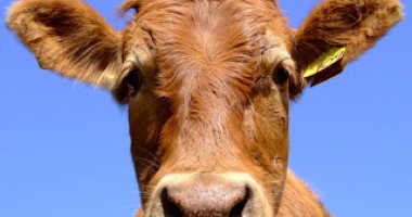 Stire din Economie : Crescătorii de vaci de lapte și de carne din zonele defavorizate pot depune cererile de sprijin până pe 15 iulie