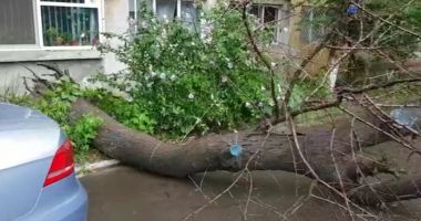 COPAC CĂZUT PESTE MAȘINI, ÎN ZONA ABATOR DIN CONSTANȚA - 2
