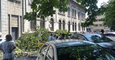 GALERIE FOTO / COPAC CĂZUT PESTE MAȘINI, LÂNGĂ COLEGIUL "MIRCEA CEL BĂTRÂN" DIN CONSTANȚA - 2
