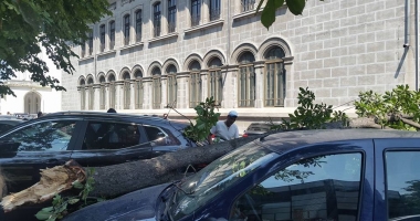 GALERIE FOTO / COPAC CĂZUT PESTE MAȘINI, LÂNGĂ COLEGIUL "MIRCEA CEL BĂTRÂN" DIN CONSTANȚA - 3