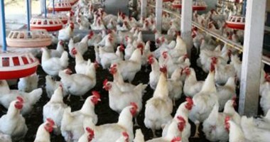 Credite pentru crescătorii de păsări