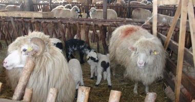 Stire din Economie : Crescătorii de animale pot depune cereri pentru subvenţii