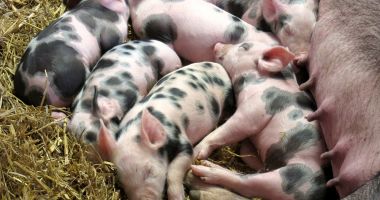 Stire din Economie : Crescătorii de porci din rasele Bazna şi Mangaliţa vor primi bani