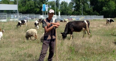 Stire din Economie : Ultima șansă pentru micii crescători de animale de lapte