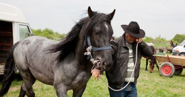 Stire din Eveniment : Crești animale  în curte? Ai putea fi sancționat  de polițiștii locali