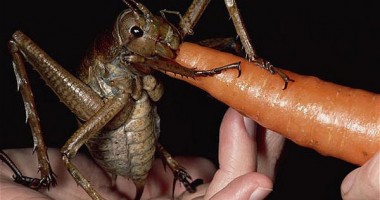 Vezi AICI cele mai mari creaturi din lume! GALERIE FOTO - 6