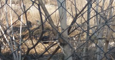 Crimă în județul Constanța. Victima de la Istria, un bărbat de 49 de ani - 2