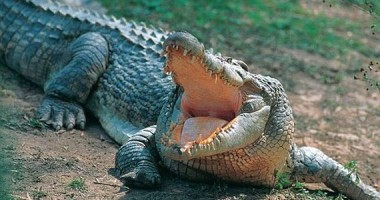 Stire din Actualitate : A asistat la moartea fiicei sale fără să poată face nimic