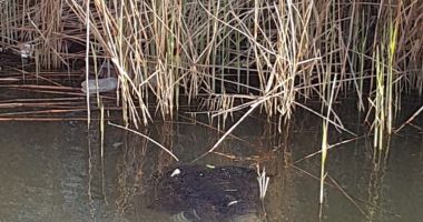 Bărbat găsit MORT, în canal, la Medgidia - 2