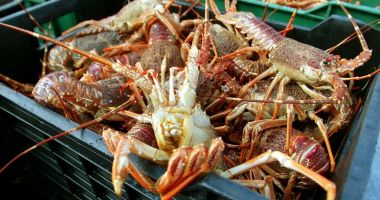 Stire din Actualitate : Crustaceele cu coaja delicată, o delicatesă de final de an în Spania, ameninţate de schimbările climatice
