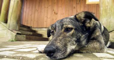 Stire din Social : Cruzimea  față de animale, pedepsită  cu închisoarea