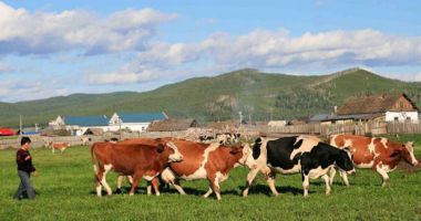 Stire din Economie : Cuantumurile pentru sprijinul cuplat în sectorul zootehnic pentru 2020, aprobate
