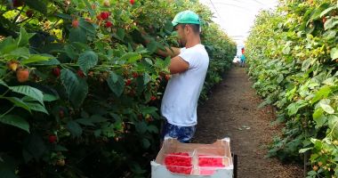 Stire din Social : Joburi în străinătate. Culegătorii de fructe și legume, la mare căutare