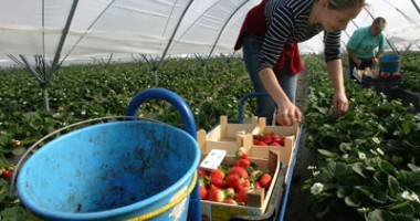 Stire din Cetățenești : Când banii iau locul biciului
