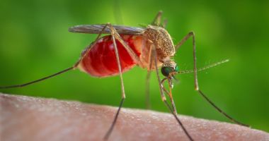 Stire din Sănătate : INSP: 21 de cazuri confirmate cu virusul West Nile