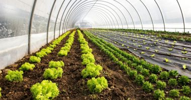 Stire din Economie : Ajutoarea de minimis pentru cultivatorii de plante aromatice