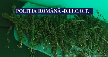 Cultură de cannabis, descoperită de poliţişti, la Cernavodă - 2