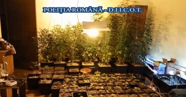 Stire din Eveniment : Cultură  de cannabis descoperită  de polițiștii constănțeni