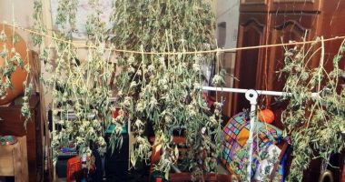Cultură de cannabis, în interiorul unui apartament. 