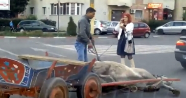 Stire din Eveniment : Cum a fost pedepsit căruțașul beat care a provocat un accident și apoi și-a bătut calul