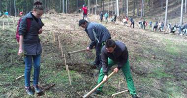 Stire din Social : Perdea de copaci lângă rezervația Fântânița