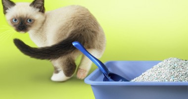 Cum se curăță urina de pisică