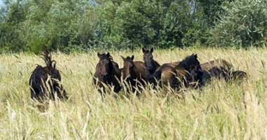 Cum este ținută sub control populația de cai sălbăticiți din Grindul Letea