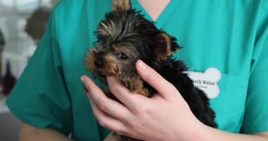 Stire din Cetățenești : Cum gestionați despărțirea de animalul de companie