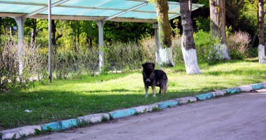 Galerie FOTO. Dezastrul din sudul litoralului! Olimp, stațiunea bălăriilor și a maidanezilor - 12