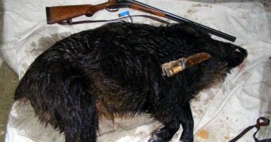 Stire din Eveniment : Cu mistrețul mort în portbagaj