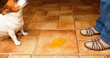 Stire din Cetățenești : Cum obișnuiești câinele să-și facă nevoile afară