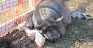 Zilele Recoltei la Cumpăna: muzică, bucate alese și oaspeți de seamă - 11