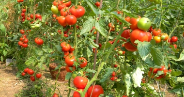 Stire din Politică-Administrație : Primăria Cumpăna, informare  pentru cei  care vor să obțină  subvenția la tomate