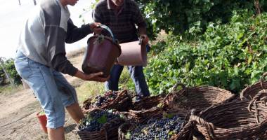 Stire din Economie : Cum poți să-ți înnobilezi podgoria pe banii Uniunii Europene